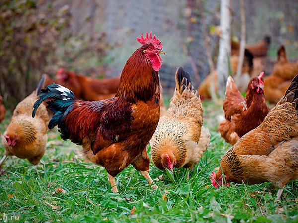 Породы куриц | ЗооТом - продажа, вязка и услуги для животных в Новозыбкове