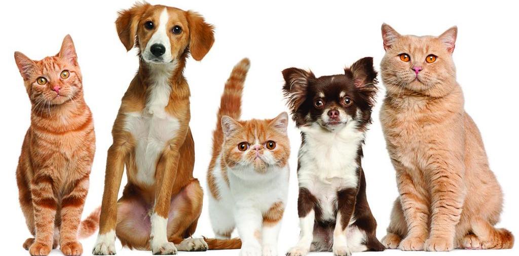 Доска объявлений о животных | ЗооТом - продажа, вязка и услуги для животных в Новозыбкове