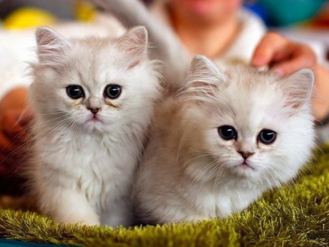 Породы кошек в Новозыбкове | ЗооТом портал о животных