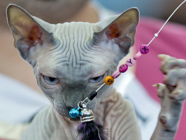 Выставки кошек в Новозыбкове | ЗооТом портал о животных