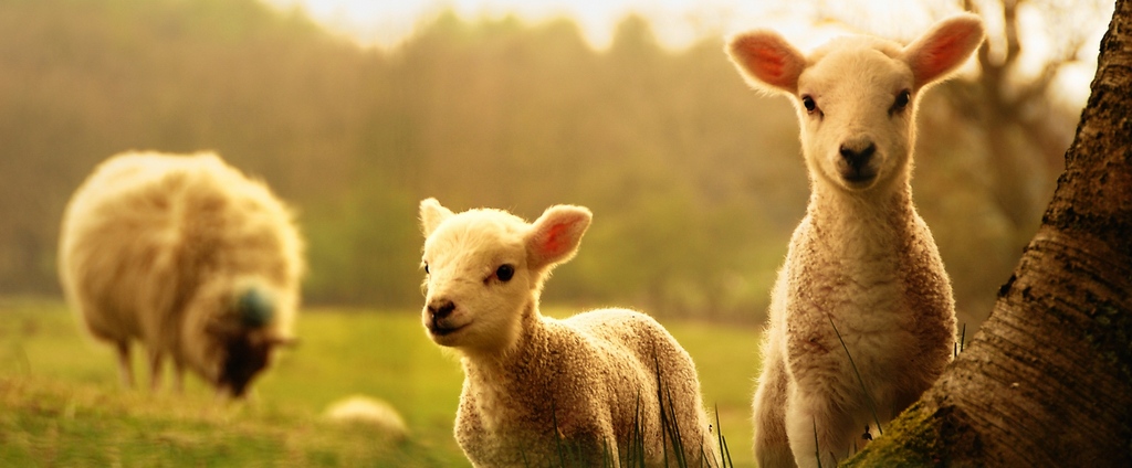 Объявления о сельскохозяйственных животных | ЗооТом - продажа, вязка и услуги для животных в Новозыбкове