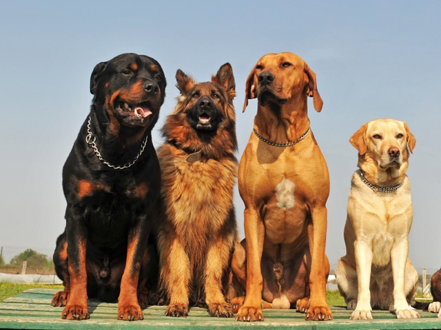 Крупные породы собак в Новозыбкове | ЗооТом портал о животных