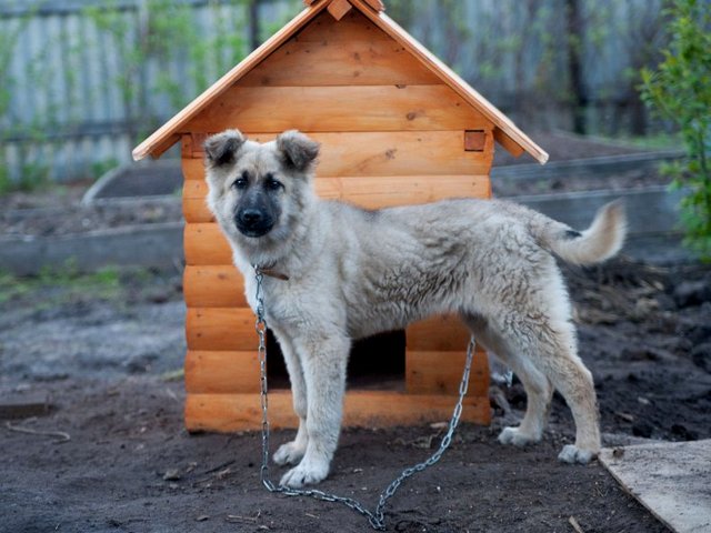Все о собаках в Новозыбкове Все о собаках в Новозыбкове